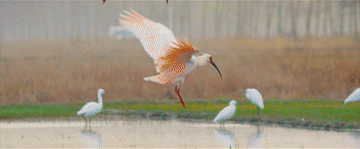 4.gif