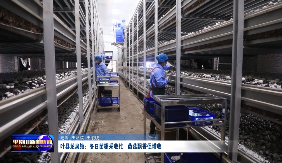 叶县：冬日菌棚采收忙   菌菇飘香促增收.png